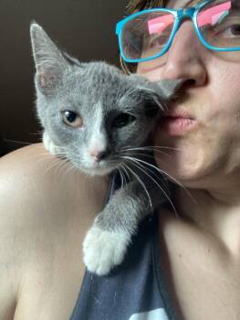 Hick -  Domestic Short Hair Cat for Adoption in Chatham, Virginia - Hick | PetCurious