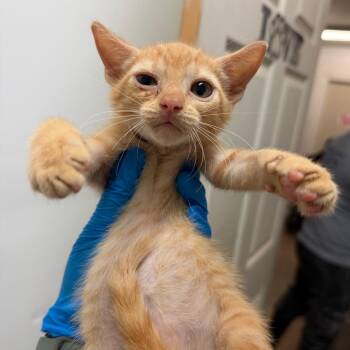 Spartan -  Domestic Short Hair Cat for Adoption in Edinburg, Texas - Spartan | PetCurious