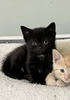 Chips -  Domestic Short Hair Cat Available for Adoption in Reynoldsburg, Ohio - Chips | PetCurious