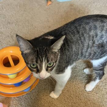 Salem -  Domestic Short Hair and Tabby Cat for Adoption in Liverpool, Texas - Salem | PetCurious