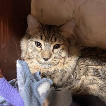 King -  Domestic Long Hair Cat Available for Adoption in Bedford, New Hampshire - King | PetCurious