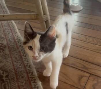 Daisy -  Domestic Short Hair Cat for Adoption in Hurricane, Utah - Daisy | PetCurious