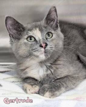 Gertrude (Blue Collar) -  Domestic Short Hair Cat for Adoption in Mason, Michigan - Gertrude (Blue Collar) | PetCurious