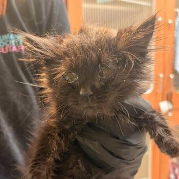 Orpheus -  Domestic Long Hair Cat for Adoption in Murray, Utah - Orpheus | PetCurious