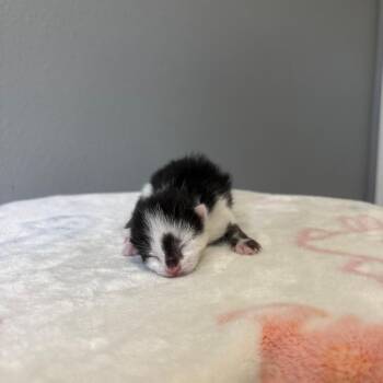 Sprinkle -  Domestic Short Hair Cat for Adoption in Fort Collins, Colorado - Sprinkle | PetCurious