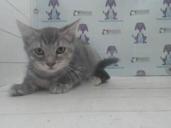 A598951 -  Domestic Short Hair Cat for Adoption in Orlando, Florida - A598951 | PetCurious
