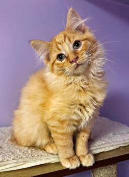 Rescue Domestic Medium Hair Cats for Adoption in Pittsburgh, Pennsylvania - Jinu | PetCurious