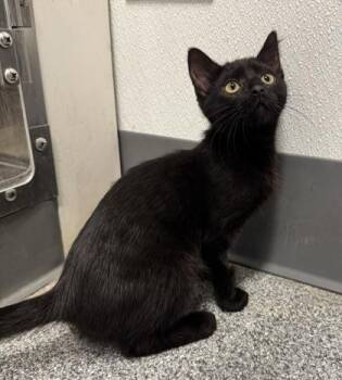 Rescue Domestic Short Hair Cats for Adoption in Orland Hills, Illinois - Silk | PetCurious