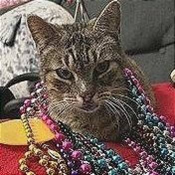 Domestic Short Hair Cats Available for Adoption in Houston, Texas - Chunky | PetCurious