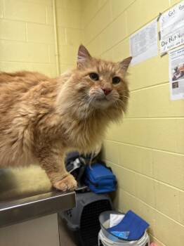 Domestic Long Hair Cats Available for Adoption - Puffdaddyo | PetCurious