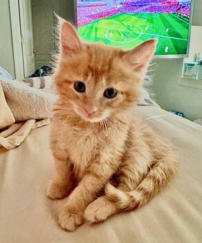 Fireball -  Domestic Short Hair Cat for Adoption in Herndon, Virginia - Fireball | PetCurious