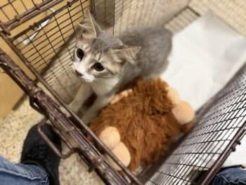 NIKKIE -  Domestic Medium Hair Cat for Adoption in Doral, Florida - NIKKIE | PetCurious