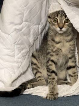 Cat Sajak -  Domestic Short Hair Cat for Adoption in Garden City, Michigan - Cat Sajak | PetCurious