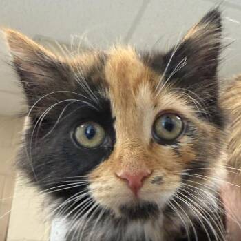 Macaroni -  Domestic Short Hair Cat for Adoption in Troy, Virginia - Macaroni | PetCurious