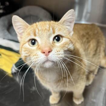 Domestic Short Hair Cats Available for Adoption in Wadena, Minnesota - Philip | PetCurious