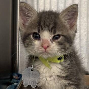 ZITI -  Domestic Medium Hair Cat for Adoption in St. Louis, Missouri - ZITI | PetCurious
