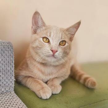 Domestic Short Hair Cats Available for Adoption - Nacho | PetCurious