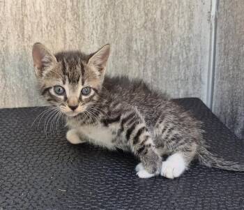 Domestic Short Hair Cats Available for Adoption in San Antonio, Texas - SIDNEY | PetCurious