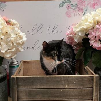 Trix -  American Shorthair Cat for Adoption in Newberg, Oregon - Trix | PetCurious