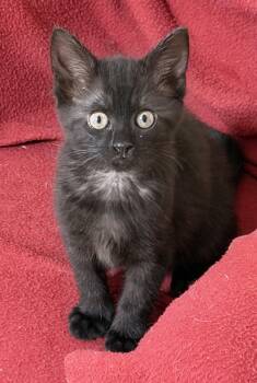 Lizzy -  Domestic Short Hair Cat for Adoption in Duluth, Georgia - Lizzy | PetCurious