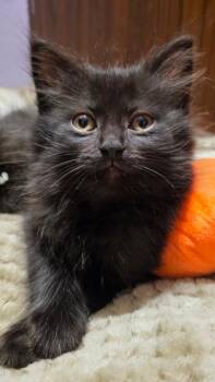 Domestic Short Hair Cats Available for Adoption in Taycheedah, Wisconsin - Raspberry | PetCurious