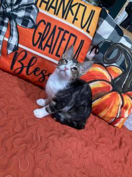 Rescue Domestic Short Hair Cats for Adoption in Philadelphia, Pennsylvania - Banana | PetCurious