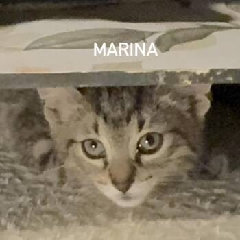 Domestic Short Hair and Tabby Cats Available for Adoption in Houston, Texas - Marina | PetCurious