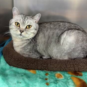 Finley - Foster to Adopt -  Exotic Shorthair Cat for Adoption in Mississauga, Ontario - Finley - Foster To Adopt | PetCurious