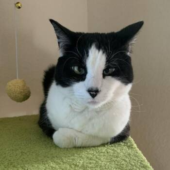 Milly -  Domestic Short Hair Cat for Adoption in Laramie, Wyoming - Milly | PetCurious