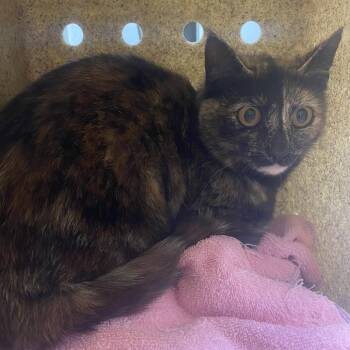 Domestic Short Hair Cats Available for Adoption in Harrisonburg, Virginia - 70656 | PetCurious