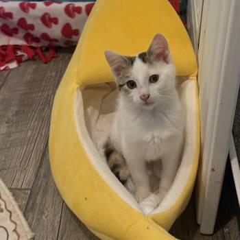 Diamond -  Domestic Short Hair Cat for Adoption in Blaine, Minnesota - Diamond | PetCurious