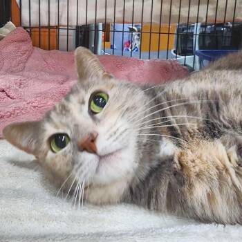 Domestic Short Hair Cats Available for Adoption in Michigan City, Indiana - Autumn | PetCurious
