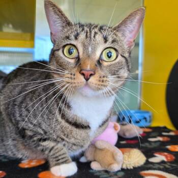 Domestic Short Hair Cats Available for Adoption in Abilene, Texas - Scarlet | PetCurious