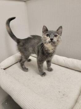Starry -  Domestic Short Hair Cat for Adoption in Fergus Falls, Minnesota - Starry | PetCurious