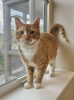 Domestic Short Hair Cats Available for Adoption in Arlington, Vermont - T.J. | PetCurious