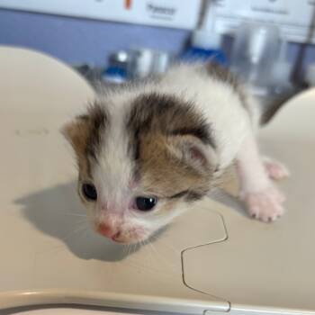 Rescue Domestic Short Hair Cats for Adoption in Kyle, Texas - RAINBOWS | PetCurious