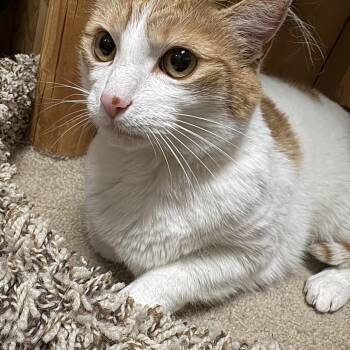Domestic Short Hair Cats Available for Adoption in Spokane Valley, Washington - Roy | PetCurious