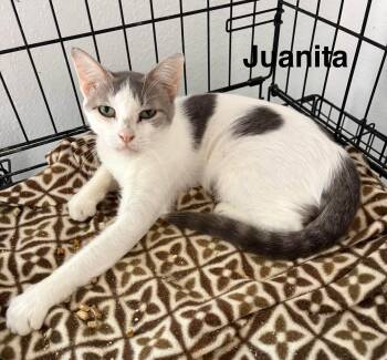 Juanita -  Domestic Short Hair Cat for Adoption in Mount Pleasant, Texas - Juanita | PetCurious