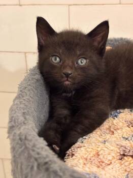 Ivy -  Domestic Short Hair Cat for Adoption in Pittsburgh, Pennsylvania - Ivy | PetCurious