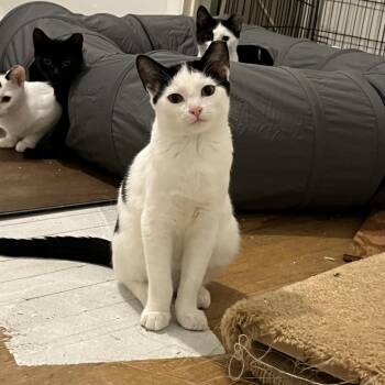 Miney -  Domestic Short Hair Cat for Adoption in Spokane, Washington - Miney | PetCurious