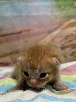 Debonair -  Domestic Short Hair Cat for Adoption in San Antonio, Texas - Debonair | PetCurious