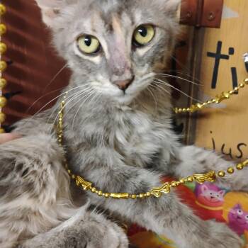 chantilly lace f dilute torbi lng -  Torbie Cat for Adoption in Phoenix, Arizona - Chantilly Lace F Dilute Torbi Lng | PetCurious