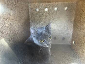 SIERRA MADRE 2 -  Domestic Short Hair Cat for Adoption in Rancho Cucamonga, California - SIERRA MADRE 2 | PetCurious