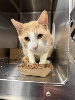 Domestic Short Hair Cats Available for Adoption in West Chester, Pennsylvania - Cinder | PetCurious