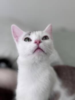 Rescue Domestic Short Hair Cats for Adoption in St. Petersburg, Florida - Joan | PetCurious