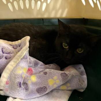 Domestic Short Hair Cats Available for Adoption in Fort Worth, Texas - Salamander | PetCurious