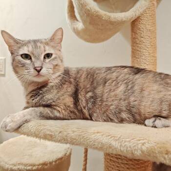 Domestic Short Hair Cats Available for Adoption - Star | PetCurious
