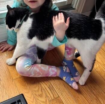 Domestic Short Hair Cats Available for Adoption in Ottawa, Ontario - Brock  (m) 1yrs Old Tuxedo  | PetCurious