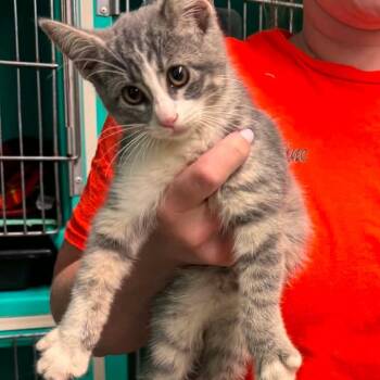 Squeeze -  Domestic Short Hair Cat for Adoption in Edwardsville, Illinois - Squeeze | PetCurious