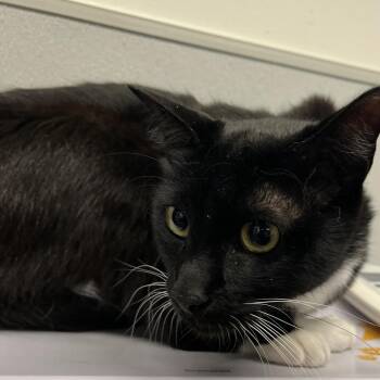 Whiskers -  Domestic Short Hair Cat for Adoption in Tampa, Florida - Whiskers | PetCurious